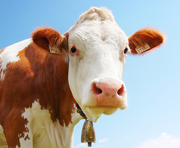 cow_little